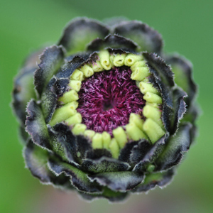 Blumenfeld Döteberg