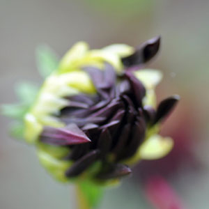 Blumenfeld Döteberg