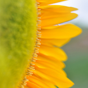 Blumenfeld Döteberg