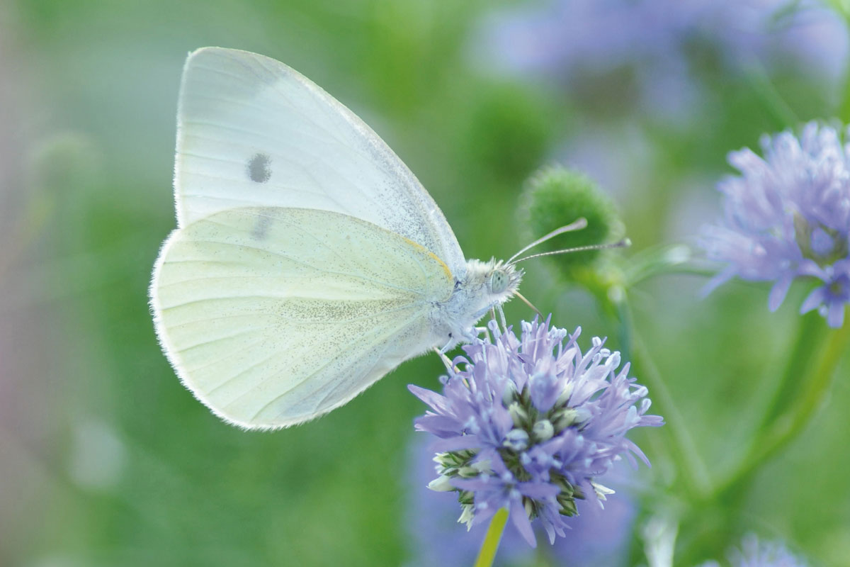 Blumenfeld Döteberg Schmetterling
