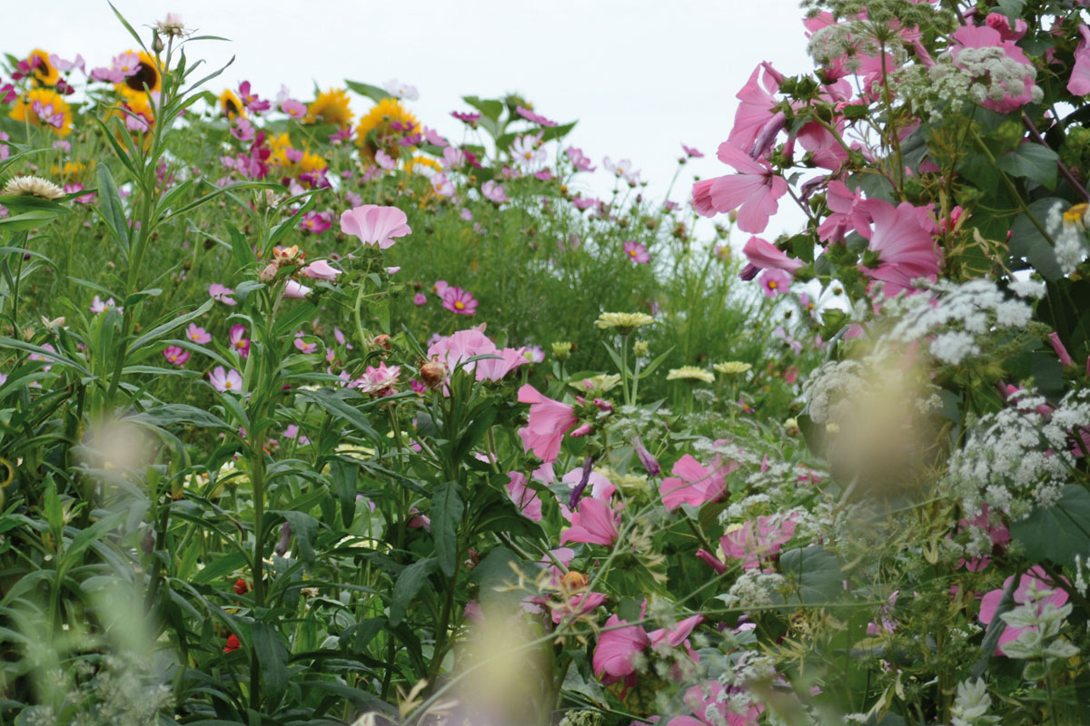 Blumenfeld Döteberg Cosmea