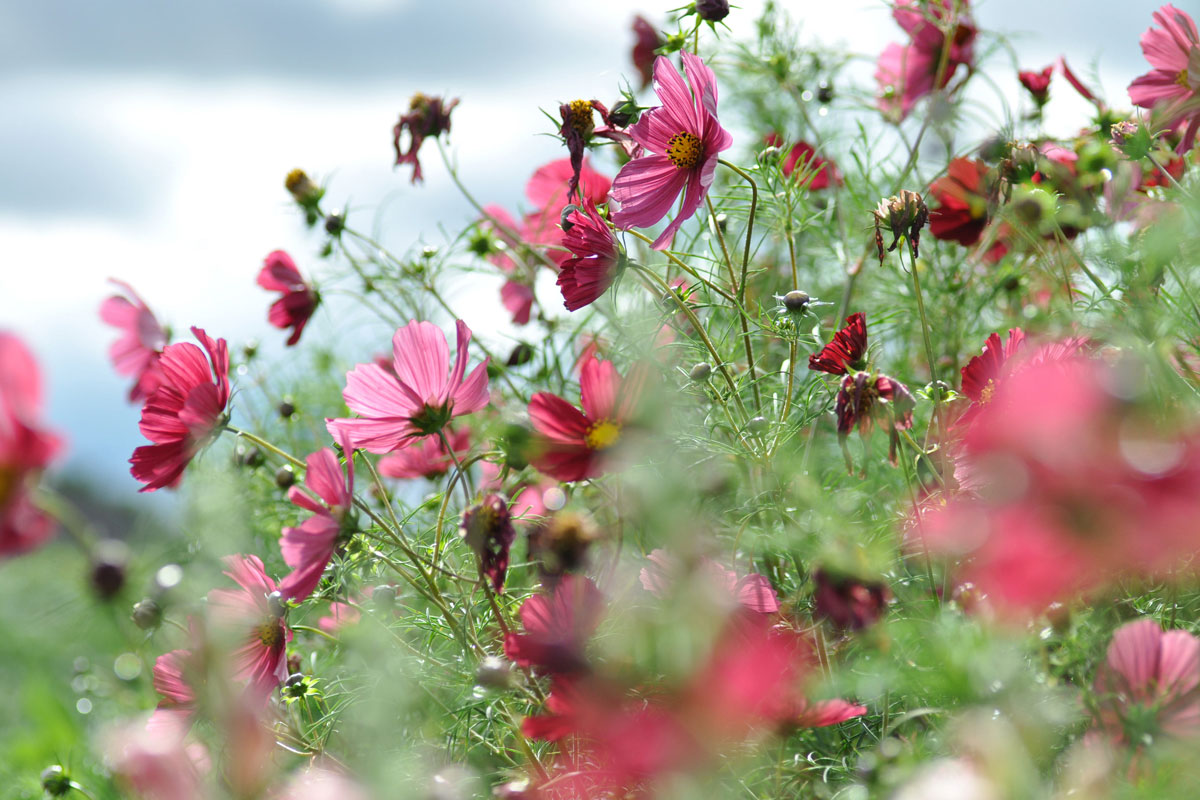 Blumenfeld Döteberg Cosmea