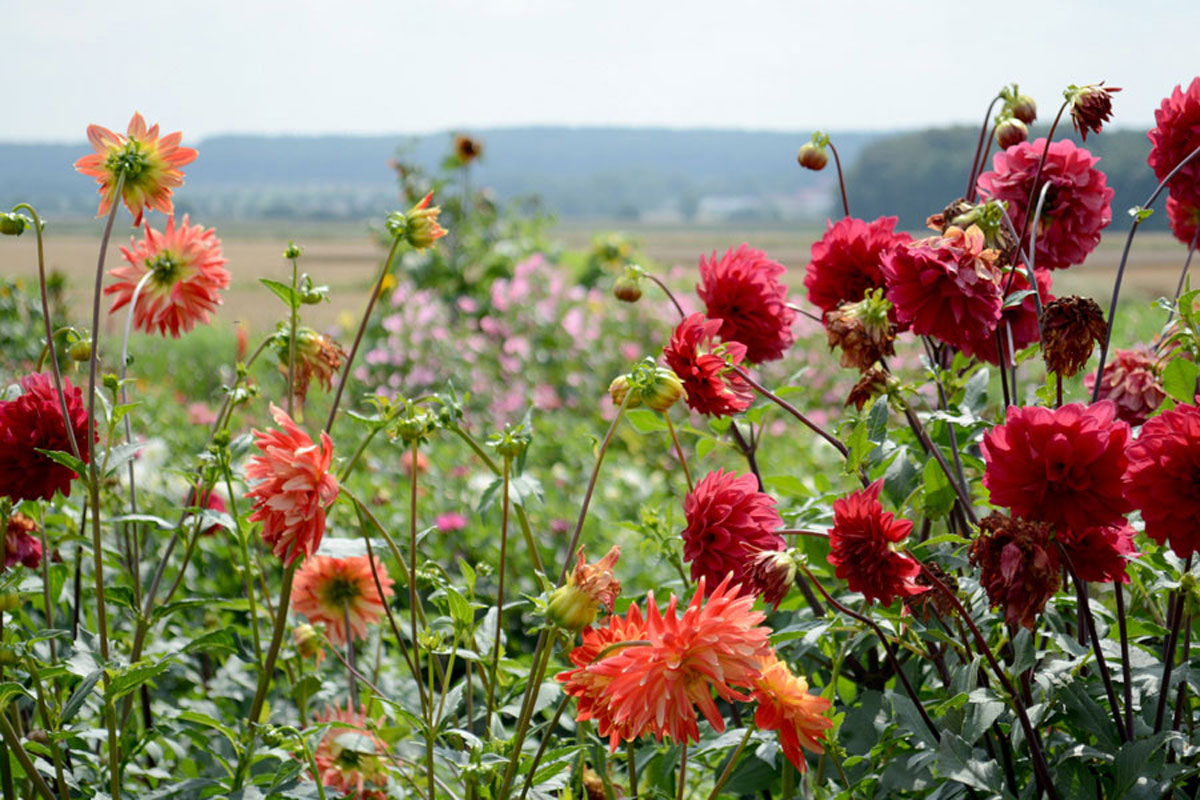 Blumenfeld Döteberg Dahlie