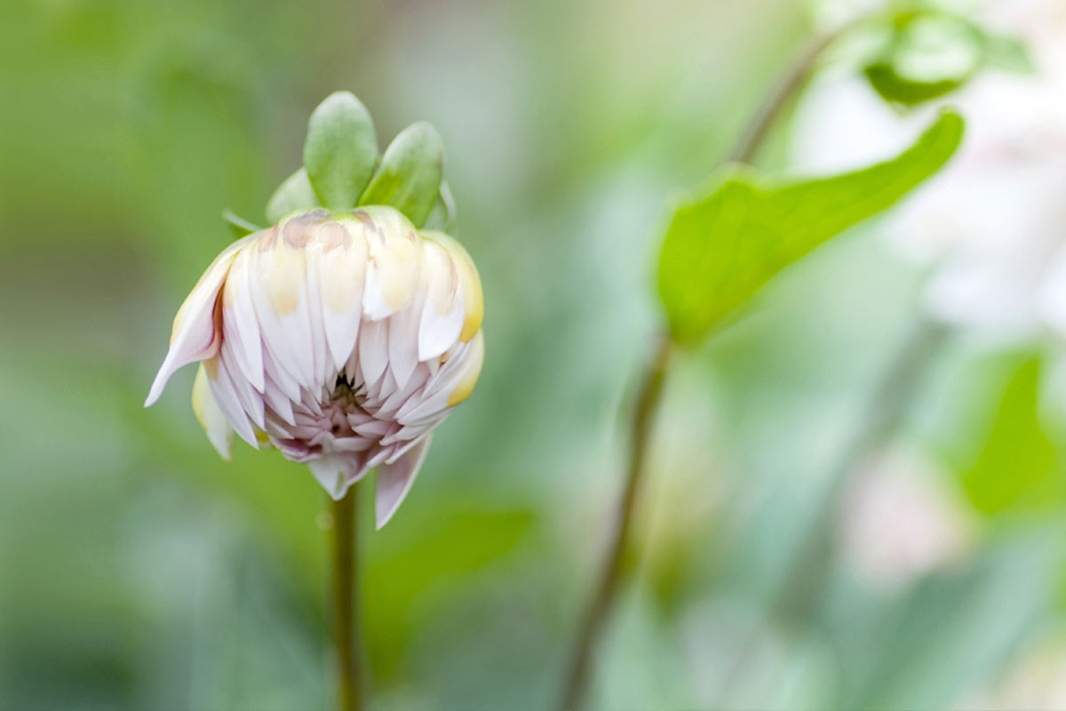 Blumenfeld Döteberg Dahlie