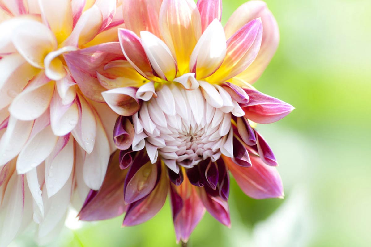 Blumenfeld Döteberg Dahlie