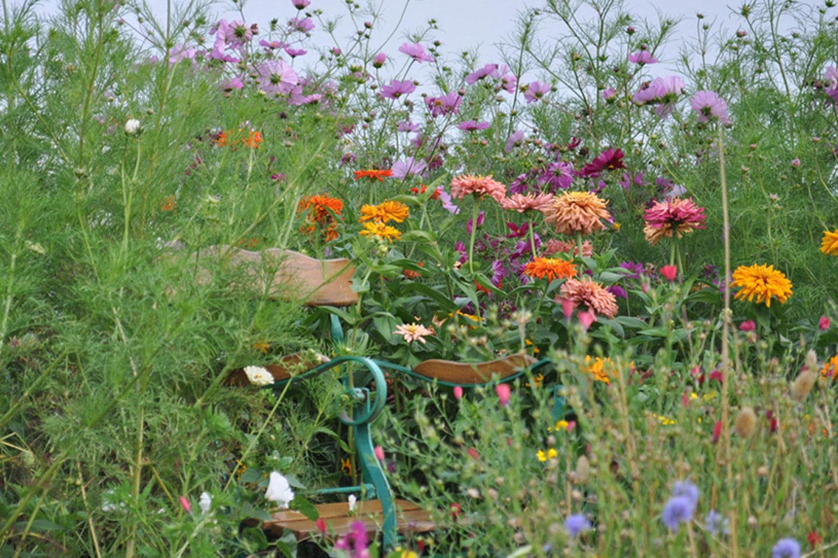 Blumenfeld Döteberg Blumenwiese