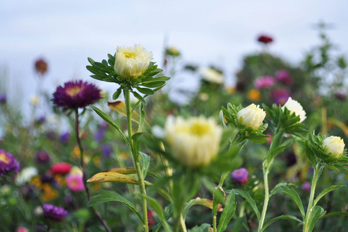 Blumenfeld Döteberg Blumenwiese Astern