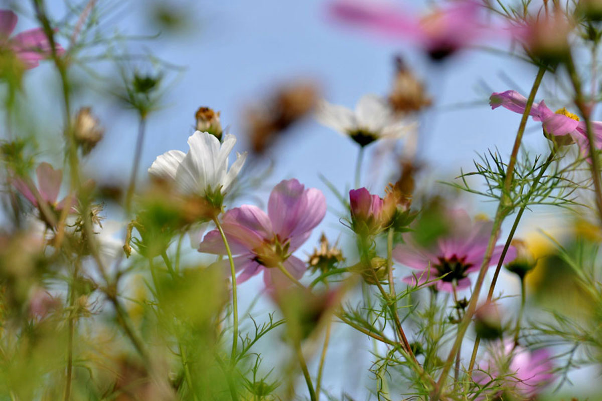 Blumenfeld Döteberg Cosmea