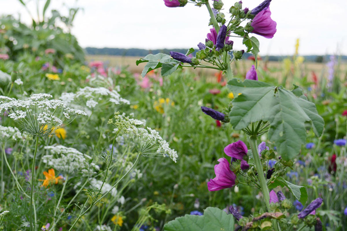 Blumenfeld Döteberg Blumenwiese Malve