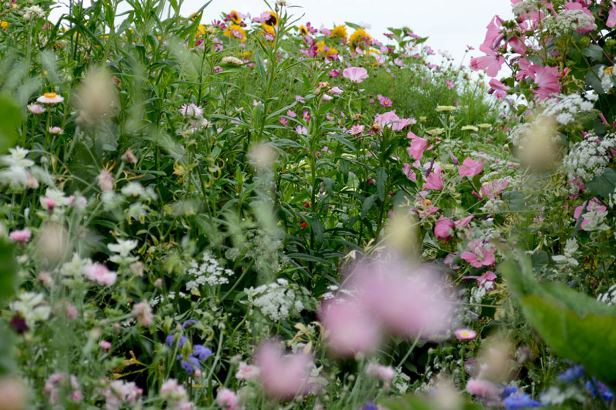 Blumenfeld Döteberg Blumenwiese
