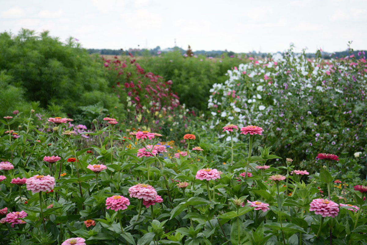 Blumenfeld Döteberg Blumenwiese Zinnie