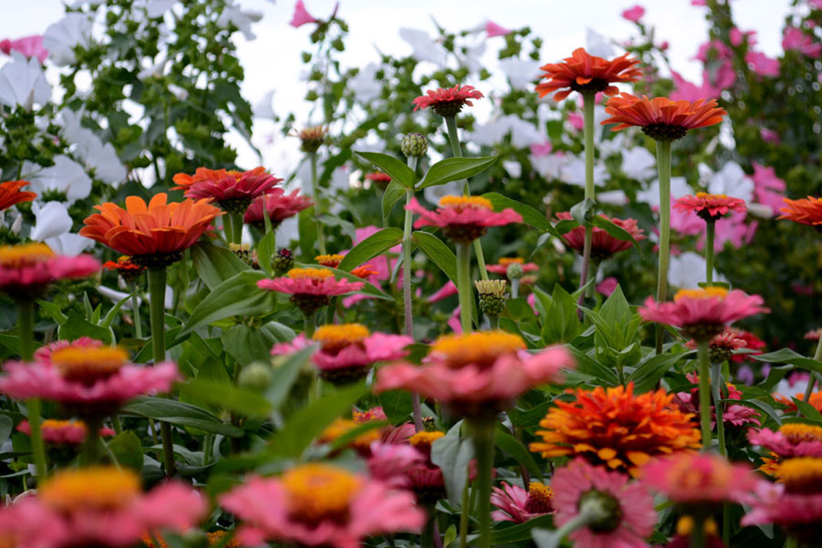 Blumenfeld Döteberg Zinnie