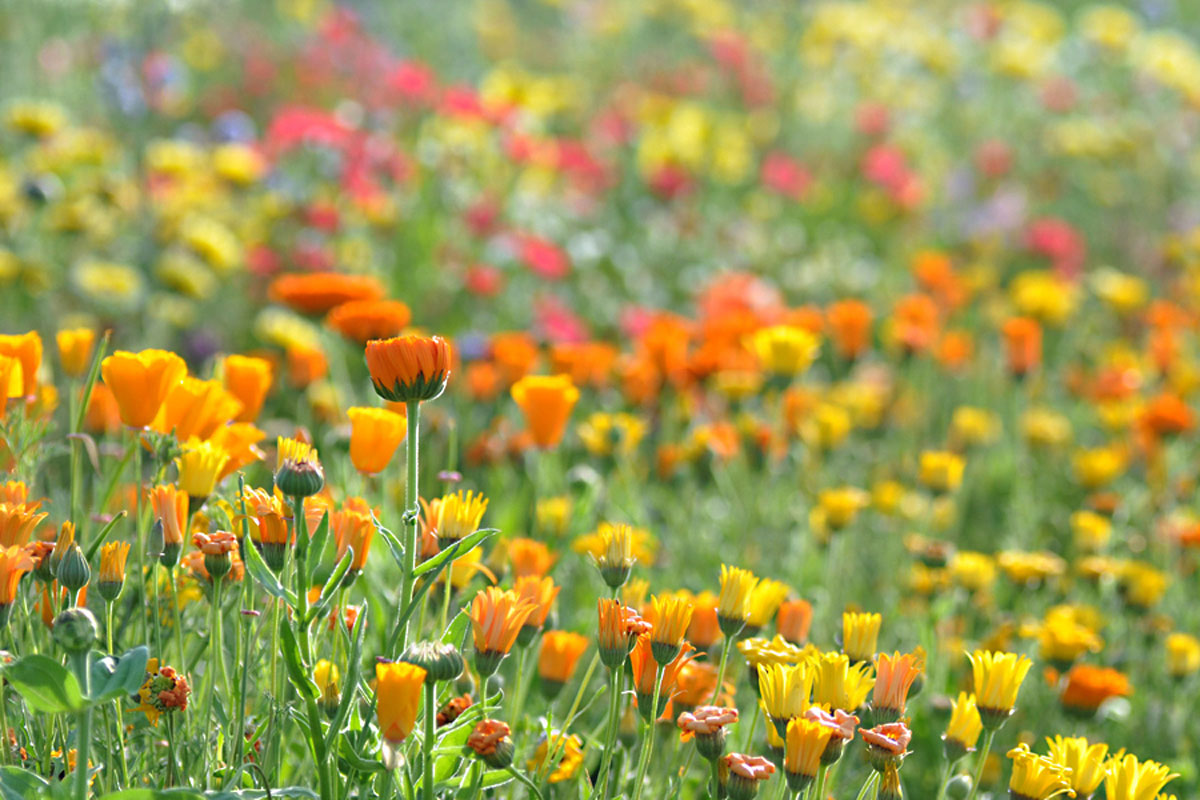 Blumenfeld Döteberg Blumenwiese Calendula Ringelblume