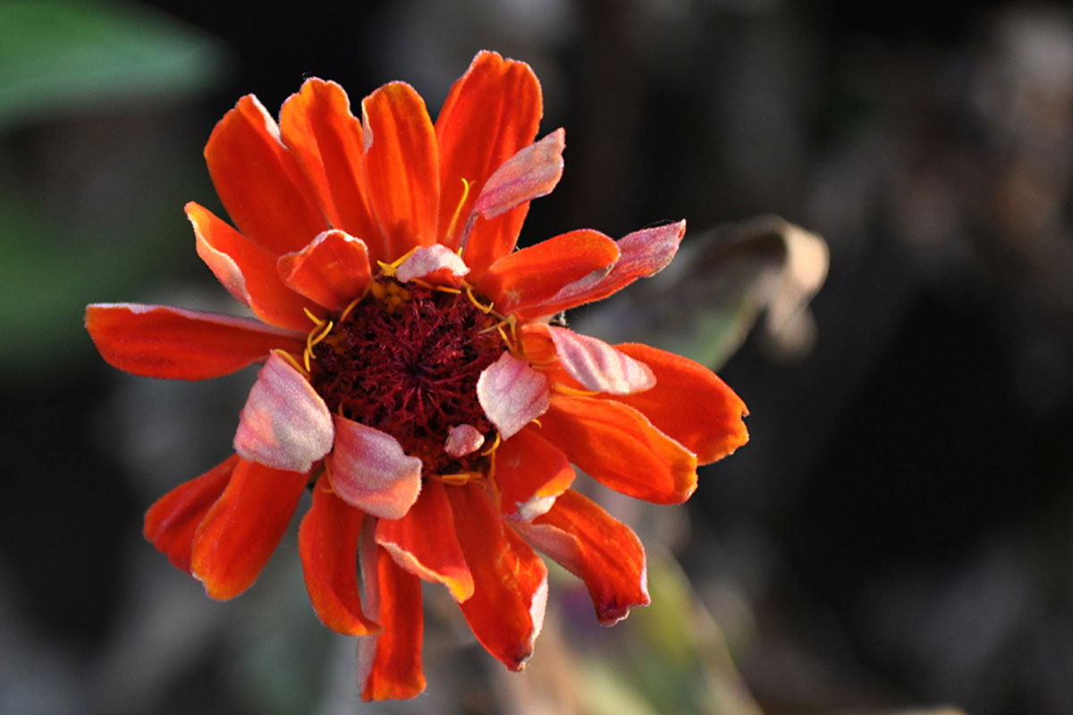 Blumenfeld Döteberg Zinnie