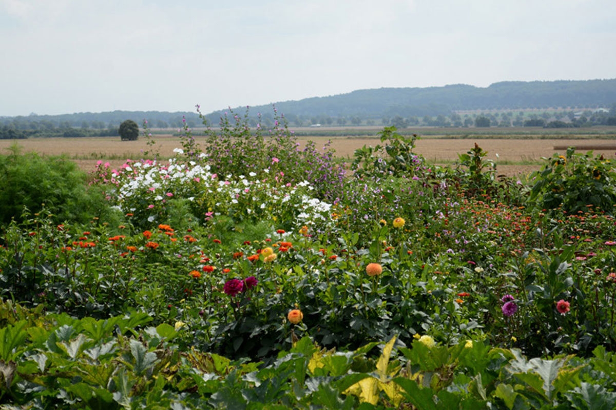 Blumenfeld Döteberg Blumenwiese